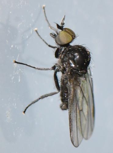 Réf. 300 871 : Microphor sp.